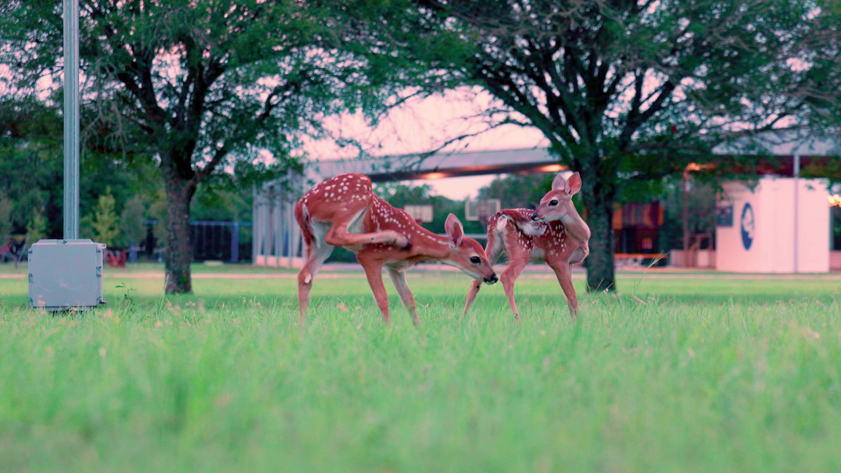 CYJ Texas Summer Camp